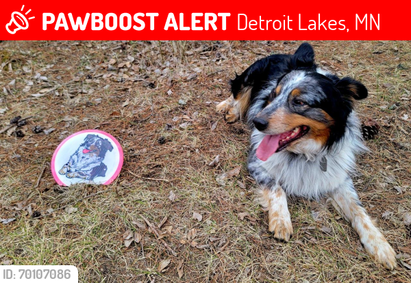 Lost Male Dog last seen Herzog Roofing Detroit Lakes MN, Detroit Lakes, MN 56501