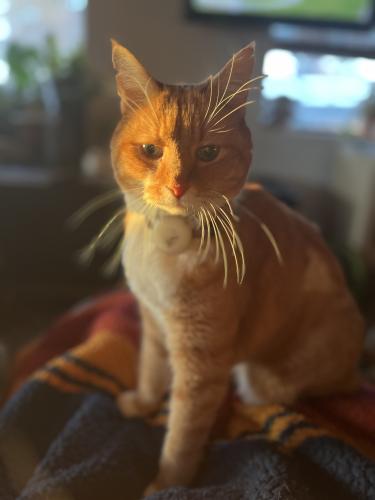 Lost Male Cat last seen 2nd Ave and West St, Flagstaff, AZ 86004