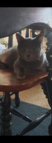 Lost Male Cat last seen Angelina Ct in the Indian hills neighborhood , Moriarty, NM 87035
