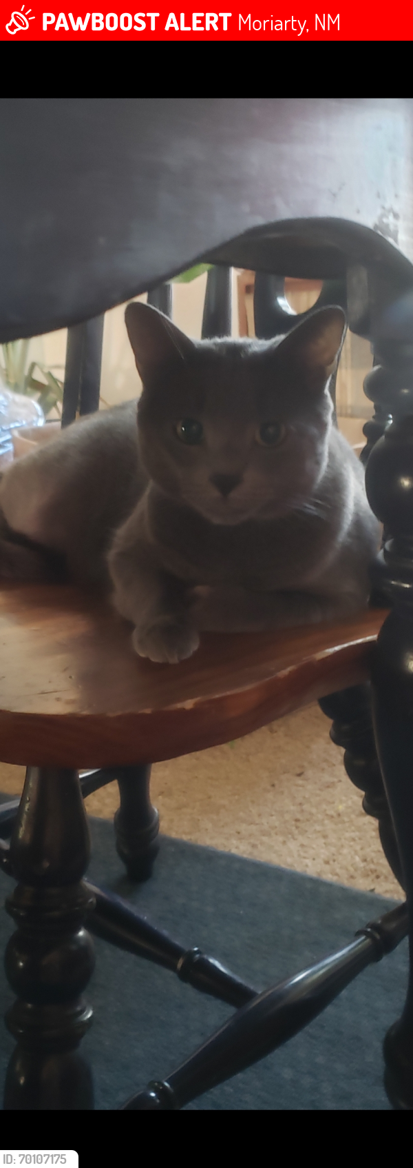 Lost Male Cat last seen Angelina Ct in the Indian hills neighborhood , Moriarty, NM 87035