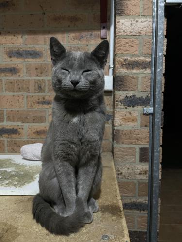 Lost Male Cat last seen Charleston Street Monash , Monash, ACT 2904
