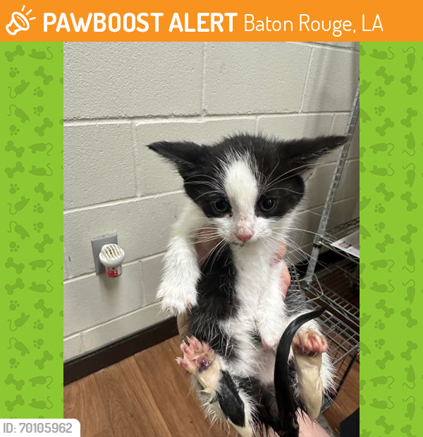 Shelter Stray Female Cat last seen Near BRIGHTSIDE VIEW, 70820, LA, Baton Rouge, LA 70820