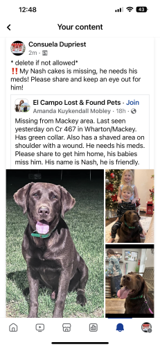 Lost Male Dog last seen Cr 467 , Wharton, TX 77488