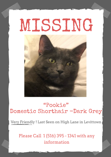Lost Male Cat last seen high lane Levittown, Levittown, NY 11756