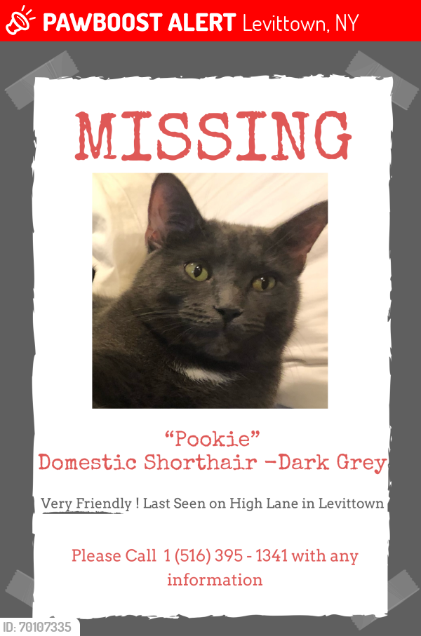 Lost Male Cat last seen high lane Levittown, Levittown, NY 11756