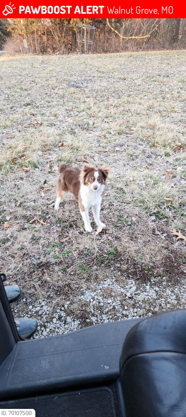 Lost Male Dog last seen Near highway 123 walnut grove mo 65770, Walnut Grove, MO 65770