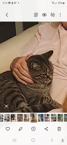 Lost Male Cat last seen Niagara Safari, Stevensville , Fort Erie, ON L0S 1S0
