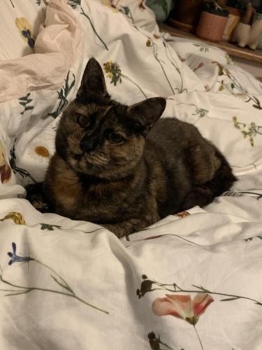 Lost Female Cat last seen St Marys Church, Great Witchingham, England NR9 5PL