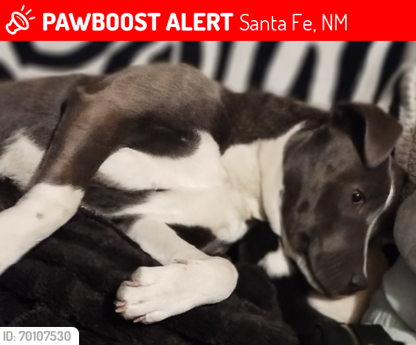 Lost Female Dog last seen Aqua Fria between Maez Rd. & Siler Rd, Santa Fe, NM 87507