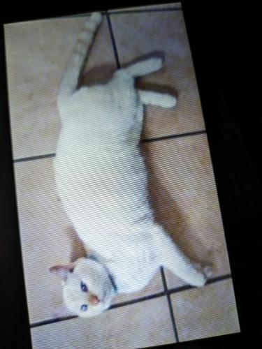 Lost Male Cat last seen Rockbrook Drive, Threeawn Trail, San Angelo, TX 76903