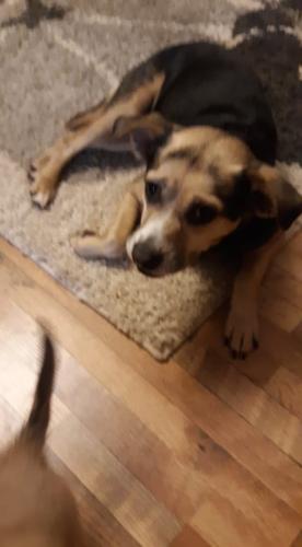 Lost Female Dog last seen Hazel Mountain , Dickenson County, VA 24237