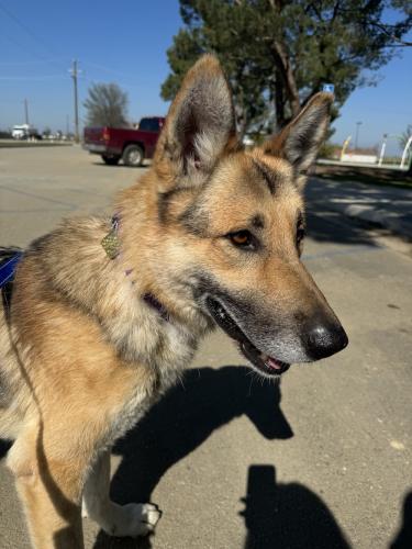 Lost Male Dog last seen Cole Rd and Ricardo Drive, Aromas, CA 95004