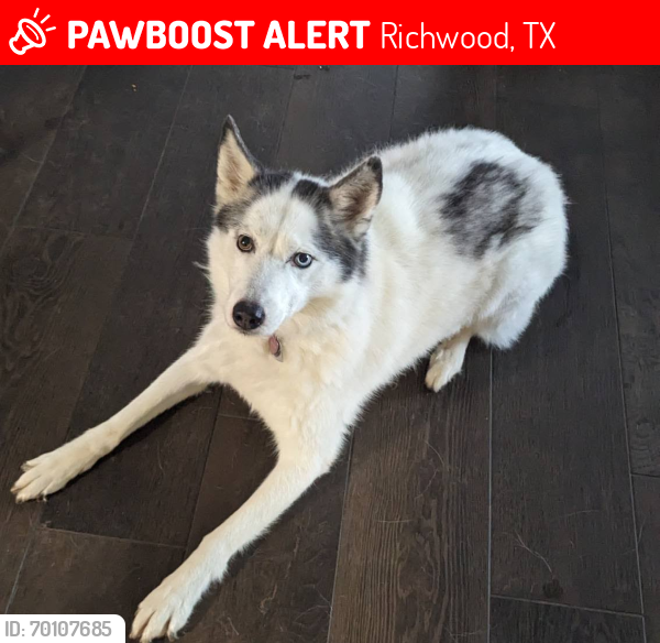 Lost Female Dog last seen 2004/288B, Richwood, TX 77531