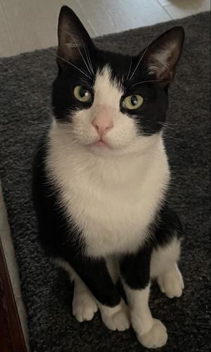 Lost Male Cat last seen Hartington street, Greater Manchester, England M14