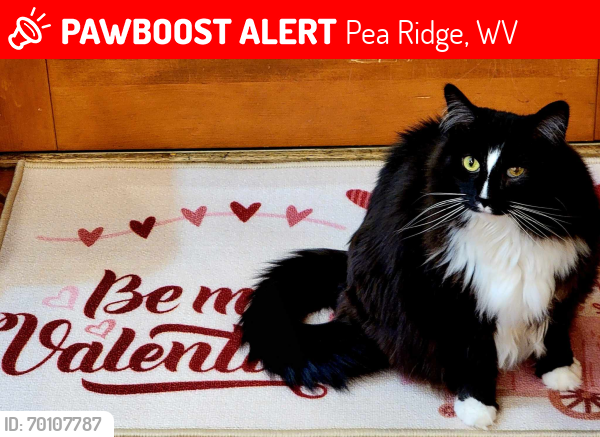 Lost Male Cat last seen East Pea Ridge, Pea Ridge, WV 25705