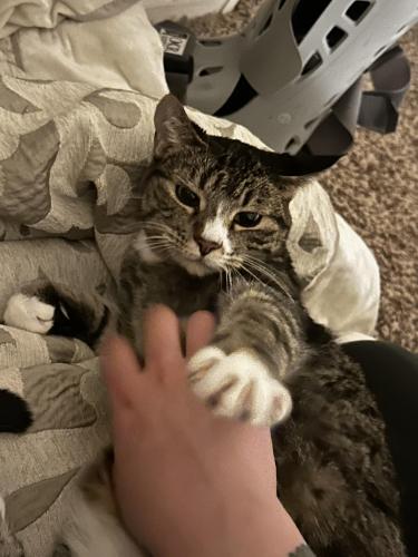 Lost Female Cat last seen Bowsprit drive and fleet drive, Fort Collins, CO 80524