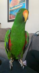 Lost Male Bird last seen Lake Woodlands Dr., Lakeside Blvd., The Woodlands, TX 77381