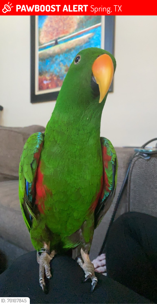 Lost Male Bird last seen Lake Woodlands Dr., Lakeside Blvd., The Woodlands, TX 77381