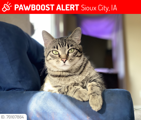 Lost Female Cat last seen Near Casey’s off Hamilton by Perry creek elementary , Sioux City, IA 51104