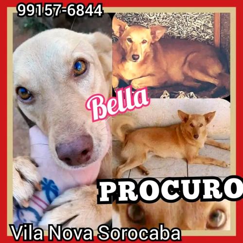 Lost Female Dog last seen Alameda Franca 405, Vl Nova Sorocaba , Vila Nova Sorocaba, SP 18070-680