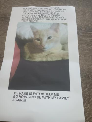 Lost Male Cat last seen I240 and s Sante Fe ave, Oklahoma City, OK 73139