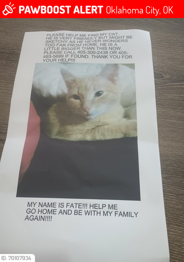 Lost Male Cat last seen I240 and s Sante Fe ave, Oklahoma City, OK 73139