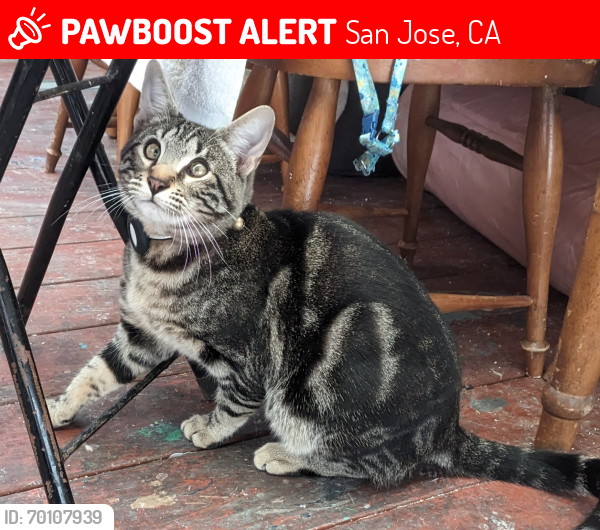 Lost Male Cat last seen Abigail and Amberly Lane, San Jose, CA 95121