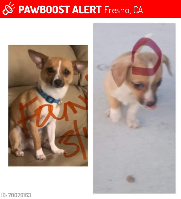 Lost Male Dog last seen Woodward park , Fresno, CA 93720