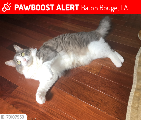 Lost Female Cat last seen Goodwood Blvd. and Allyson St. , Baton Rouge, LA 70815