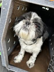 Reunited Male Dog last seen Found near City Park., Denver, CO 80204