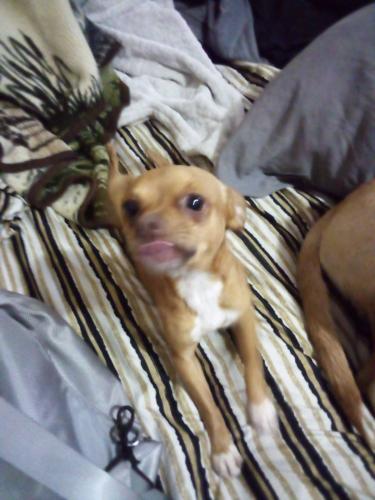 Lost Male Dog last seen CVS, super Walmart, the Bowling ally in D'berville MS on Sangani Boulevard., D'Iberville, MS 39540