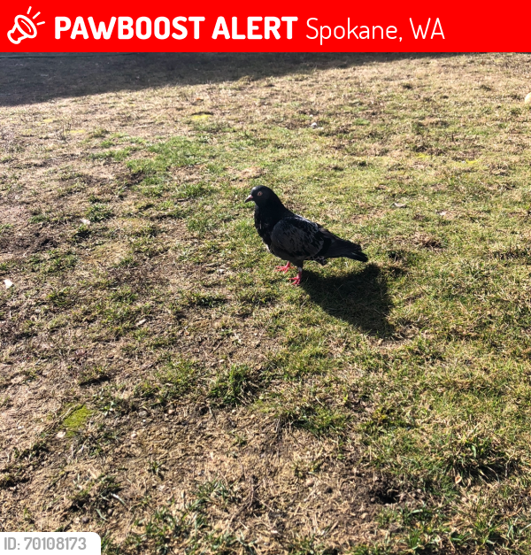 Lost Male Bird last seen Further from 546 E Lacrosse , Spokane, WA 99207