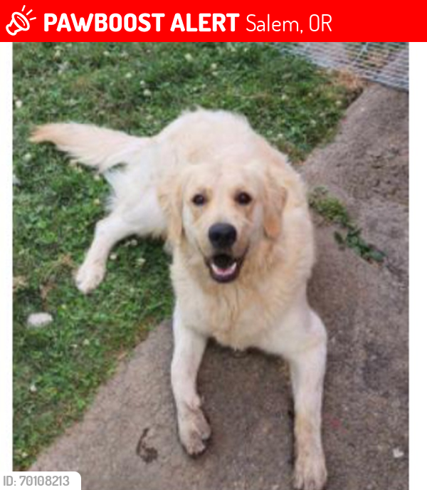 Lost Male Dog last seen D Street , Salem, OR 97301