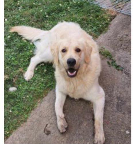 Lost Male Dog last seen D Street , Salem, OR 97301