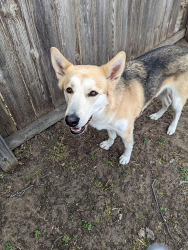 Lost Female Dog last seen N12th and park ave, Abilene, TX 79603