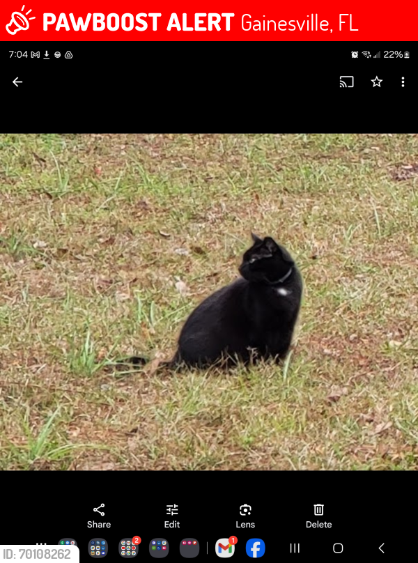 Lost Male Cat last seen  NW 39th Avenue and NW 13th Street , Gainesville, FL 32605