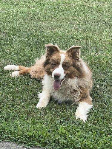 Lost Male Dog last seen Mulberry Cemetery, Mulberry, TN 37359