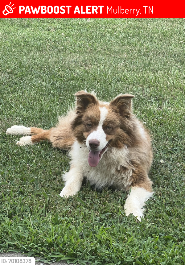 Lost Male Dog last seen Mulberry Cemetery, Mulberry, TN 37359