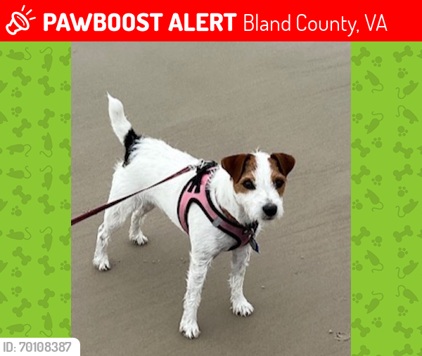 Lost Female Dog last seen Byrnes Chapel rd 24315, Bland County, VA 24084