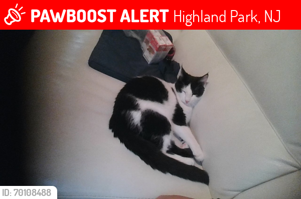 Lost Female Cat last seen Wayside Road, Highland Park, NJ 08904