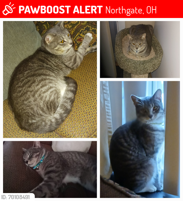 Lost Male Cat last seen Season and Windswept, Northate OH, Northgate, OH 45251