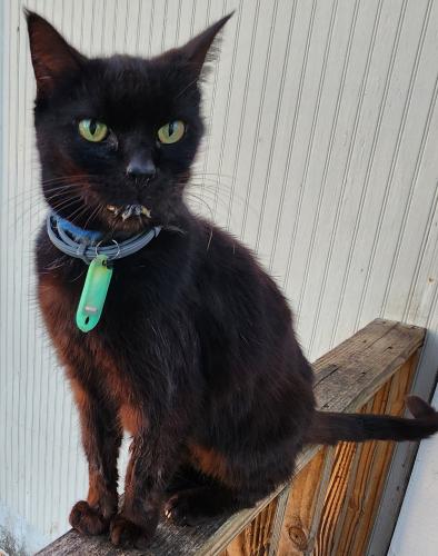 Lost Female Cat last seen 49th Ave N between 67th & 68th , St. Petersburg, FL 33709
