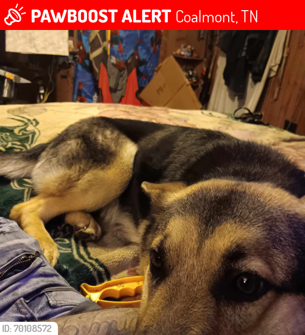 Lost Female Dog last seen TN-108 and Hwy 56 Junction Area, Coalmont, TN 37313