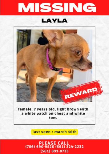 Lost Female Dog last seen Emery Rd and Walford Rd, Warrensville Heights, OH 44128