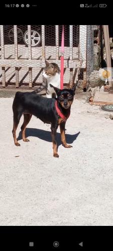 Lost Female Dog last seen Rua Aleixo schuluga, Mauá, PR 83413-544