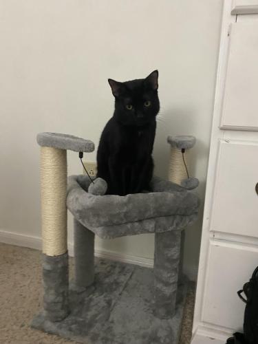 Lost Male Cat last seen Copper Sage neighborhood The Woodlands, Tx 77381, The Woodlands, TX 77381
