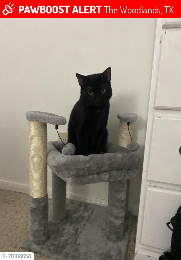 Lost Male Cat last seen Copper Sage neighborhood The Woodlands, Tx 77381, The Woodlands, TX 77381