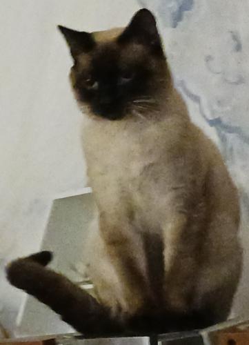 Lost Male Cat last seen Blackbird Road. Fairway Forest subdivision, Hope Mills, NC 28348