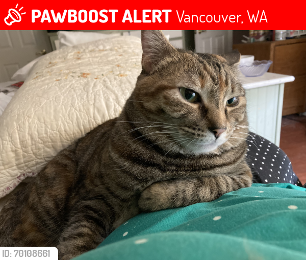 Lost Female Cat last seen SE 136th Ave. & SE 14th St.  , Vancouver, WA 98683