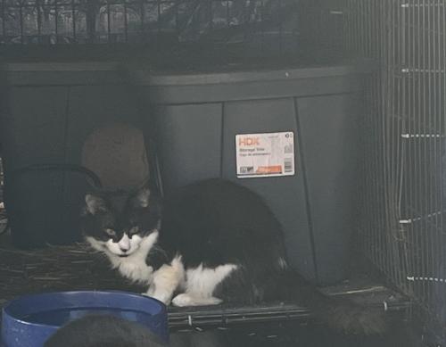 Lost Male Cat last seen Milwaukee and Central Park, Chicago, IL 60618
